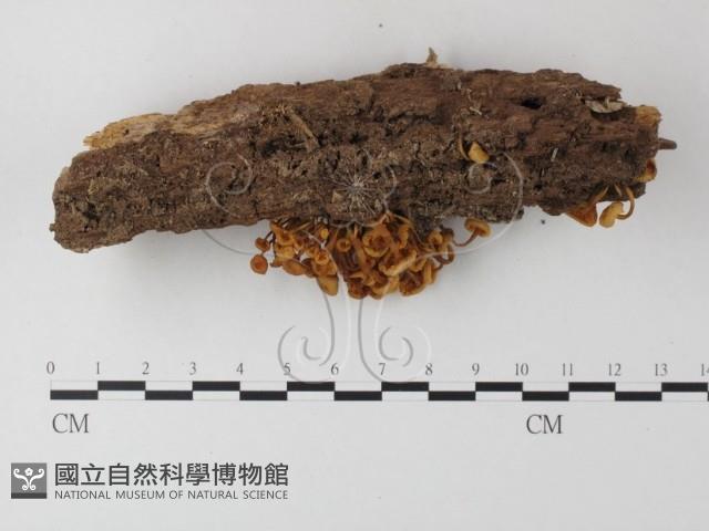 小菇屬藏品圖，第3張