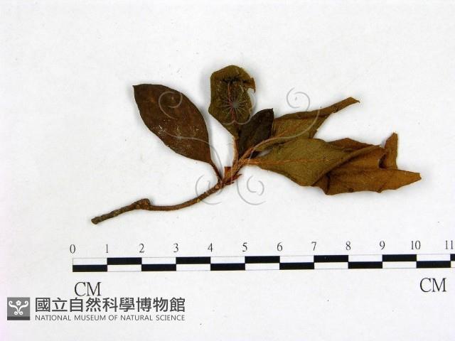 登錄號:F0020719藏品圖，第3張