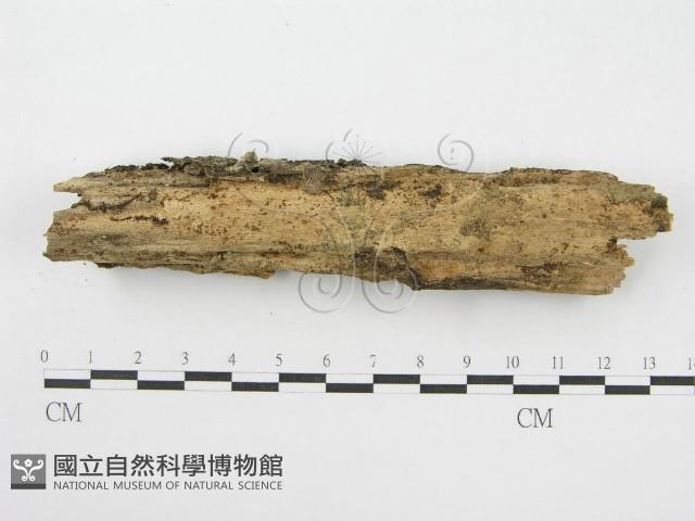 登錄號:F0010719藏品圖，第3張