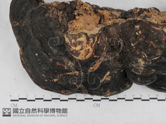 松生擬層孔菌藏品圖，第3張