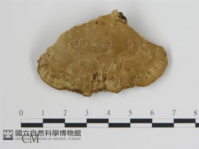 登錄號:F0006719藏品圖，第3張