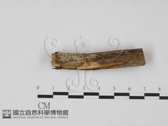 登錄號:F0021719藏品圖，第3張