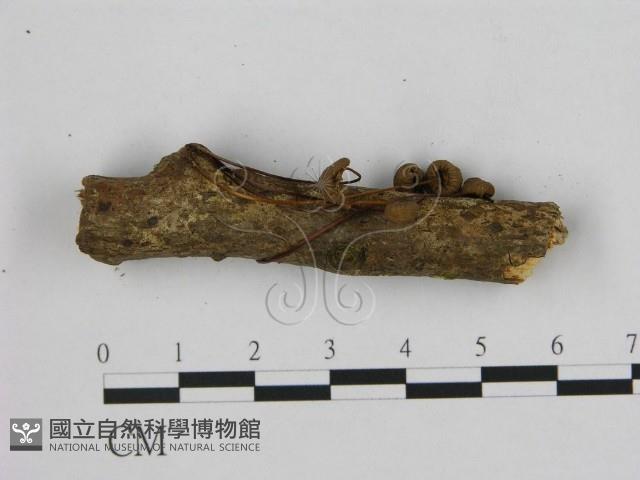 小皮傘屬藏品圖，第3張