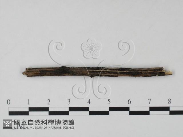 登錄號:F0011719藏品圖，第3張