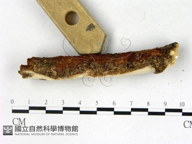 登錄號:F0022719藏品圖，第3張