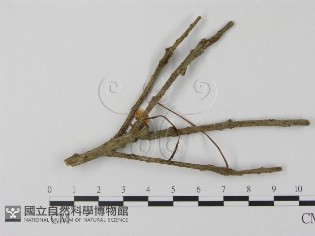 登錄號:F0012719藏品圖，第3張