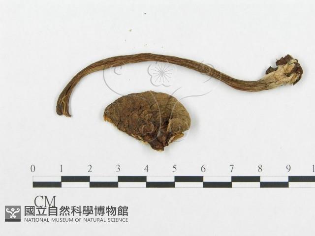 登錄號:F0017719藏品圖，第3張