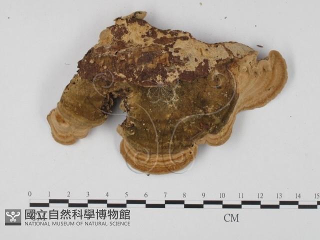 登錄號:F0025719藏品圖，第3張