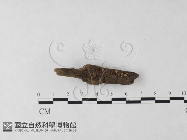 登錄號:F0023719藏品圖，第3張