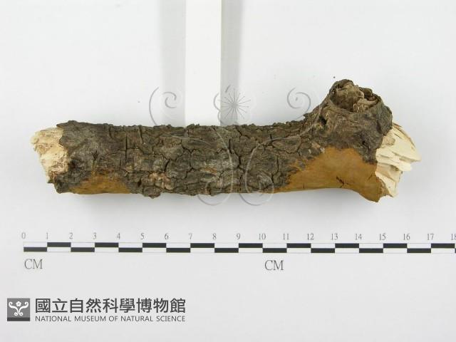 木層孔菌屬藏品圖，第3張
