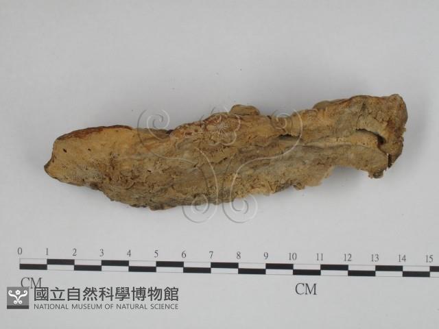 登錄號:F0010519藏品圖，第3張