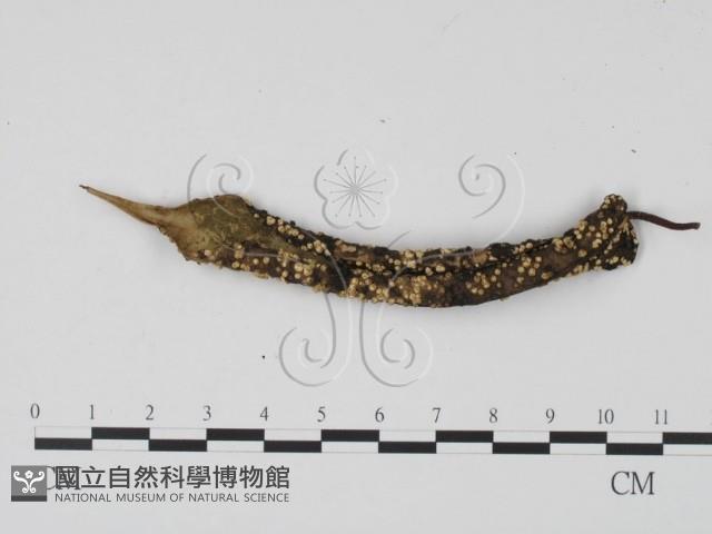 登錄號:F0016519藏品圖，第3張