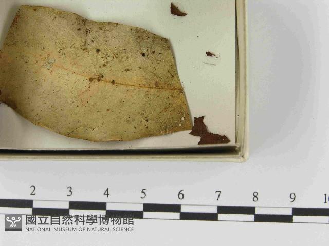 登錄號:F0021519藏品圖，第3張
