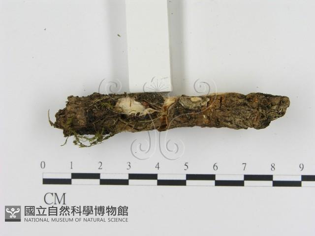 登錄號:F0001519藏品圖，第3張