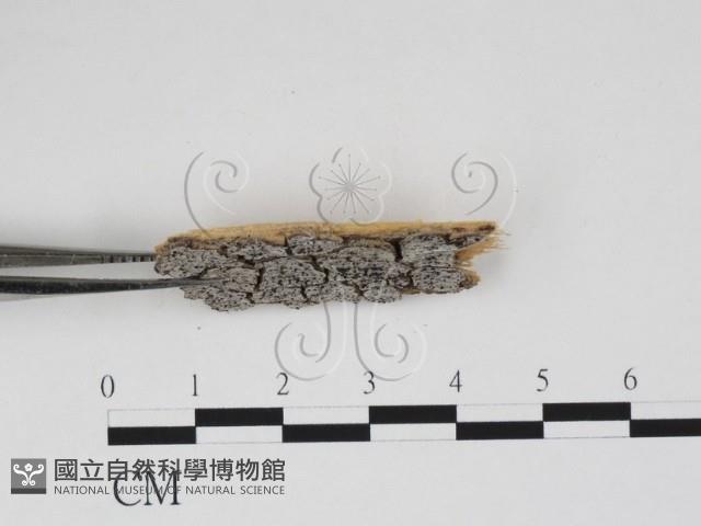 登錄號:F0011519藏品圖，第3張