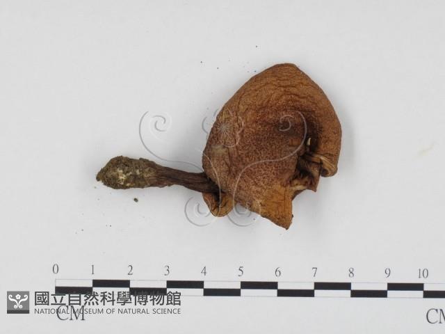 登錄號:F0024519藏品圖，第3張