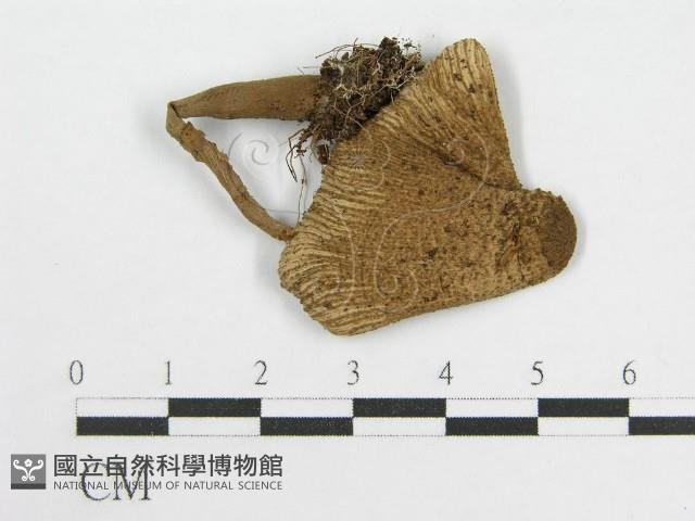 登錄號:F0014519藏品圖，第3張