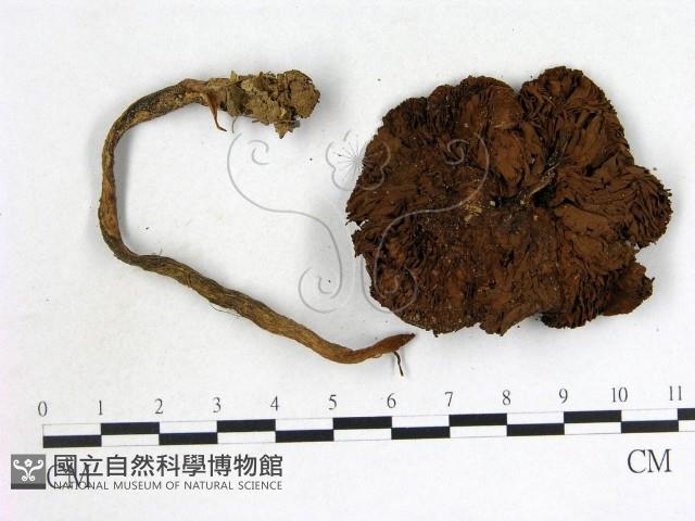 登錄號:F0007519藏品圖，第3張