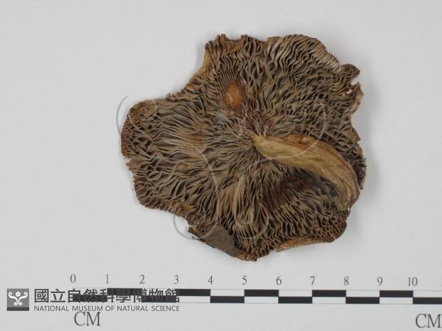 登錄號:F0005519藏品圖，第3張