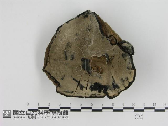 登錄號:F0003519藏品圖，第3張