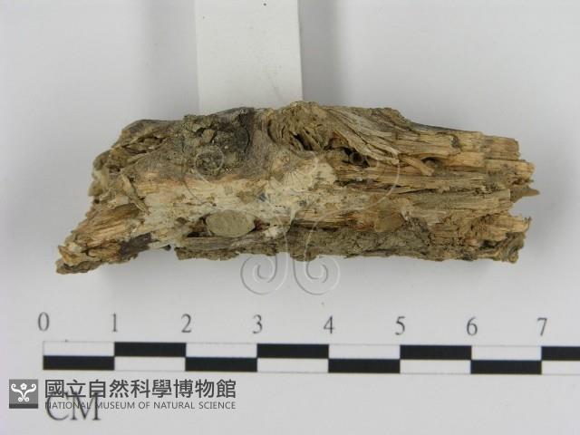 絲皮菌屬藏品圖，第3張