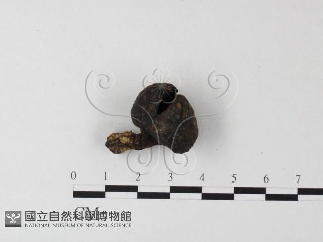 登錄號:F0010119藏品圖，第3張