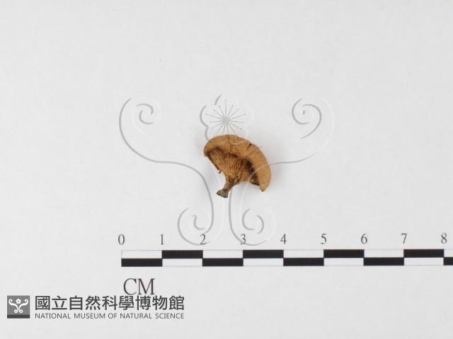 登錄號:F0026119藏品圖，第3張