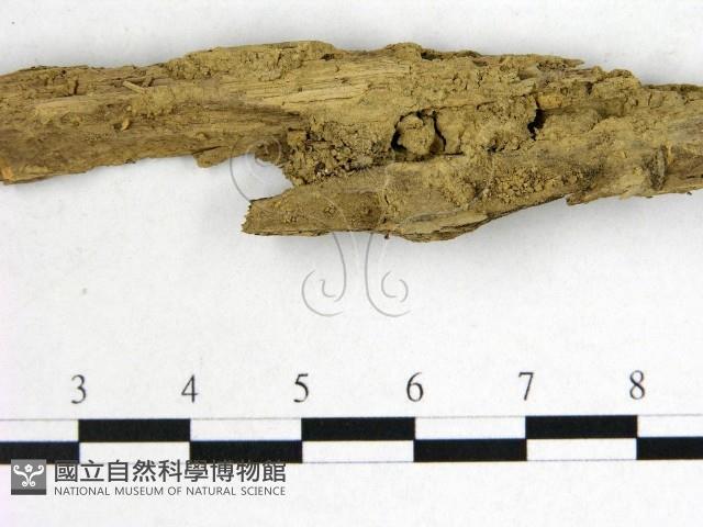 登錄號:F0002119藏品圖，第3張