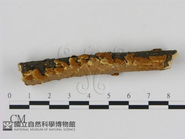 刺革菌屬藏品圖，第3張