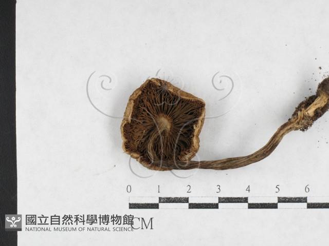 登錄號:F0027119藏品圖，第3張