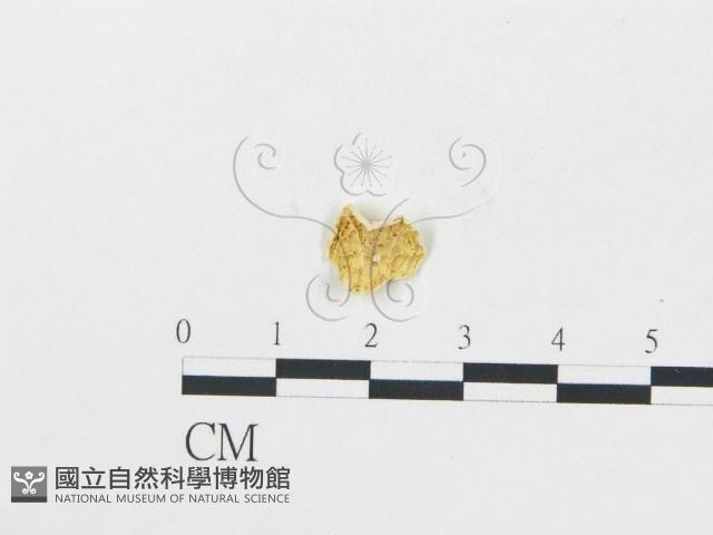 登錄號:F0013119藏品圖，第3張