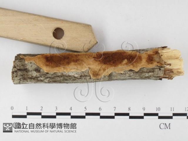 登錄號:F0026019藏品圖，第3張
