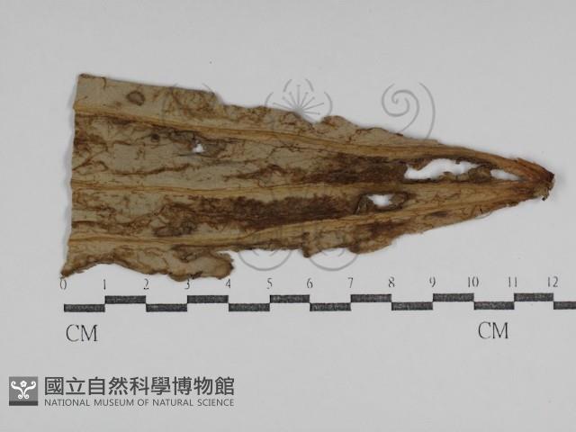 登錄號:F0031019藏品圖，第1張