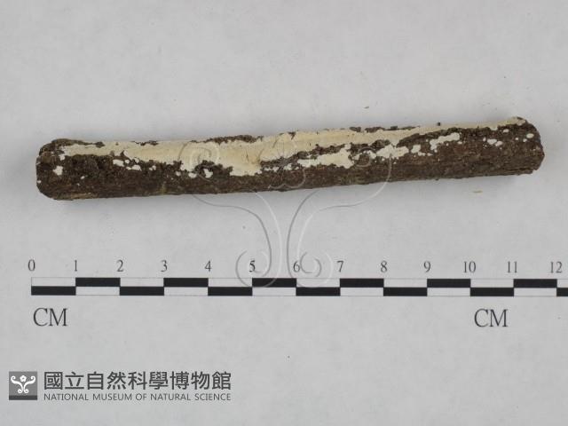 登錄號:F0025019藏品圖，第3張