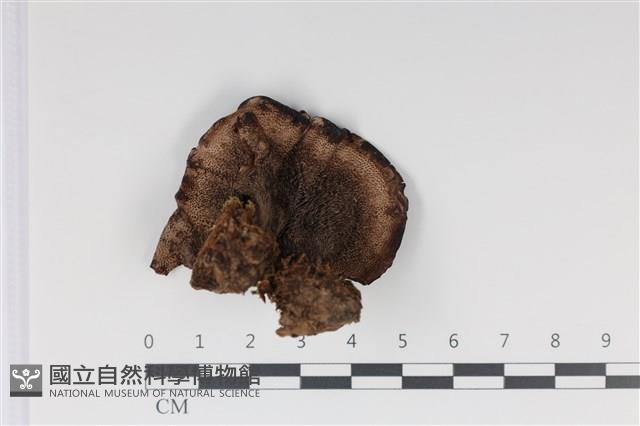 登錄號:F0035019藏品圖，第3張