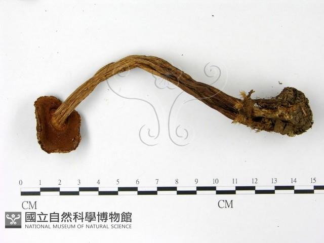 登錄號:F0023019藏品圖，第3張