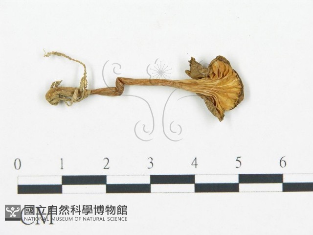 杯傘屬藏品圖，第3張