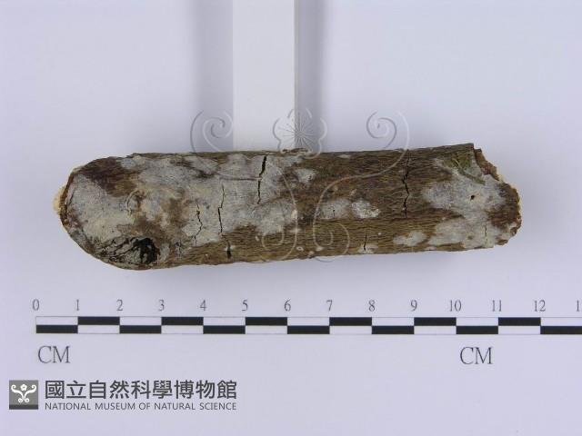 登錄號:F0020319藏品圖，第3張