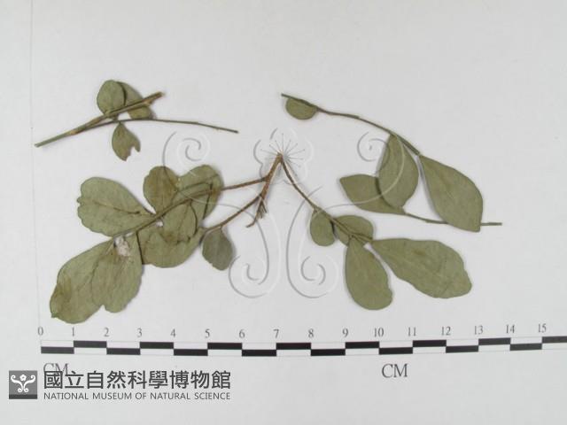 登錄號:F0026319藏品圖，第1張