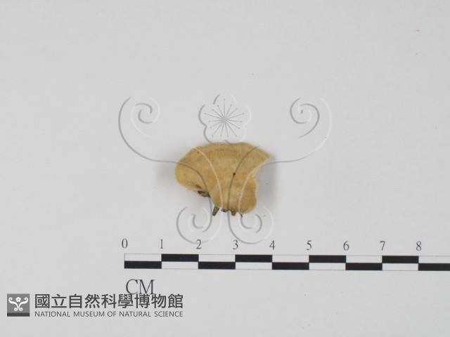 登錄號:F0006319藏品圖，第3張