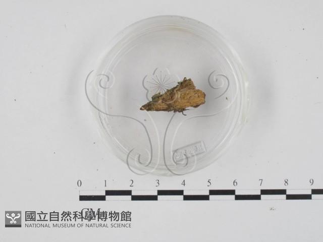 登錄號:F0001319藏品圖，第3張