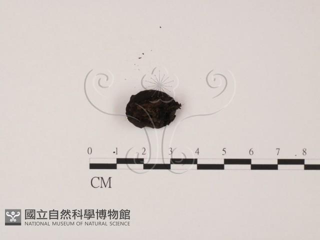 登錄號:F0011319藏品圖，第3張