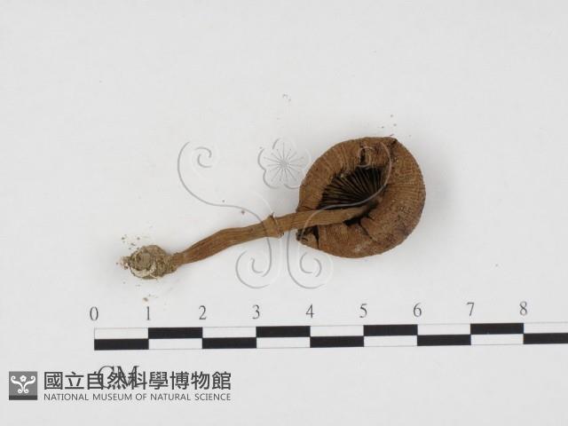 登錄號:F0024319藏品圖，第3張
