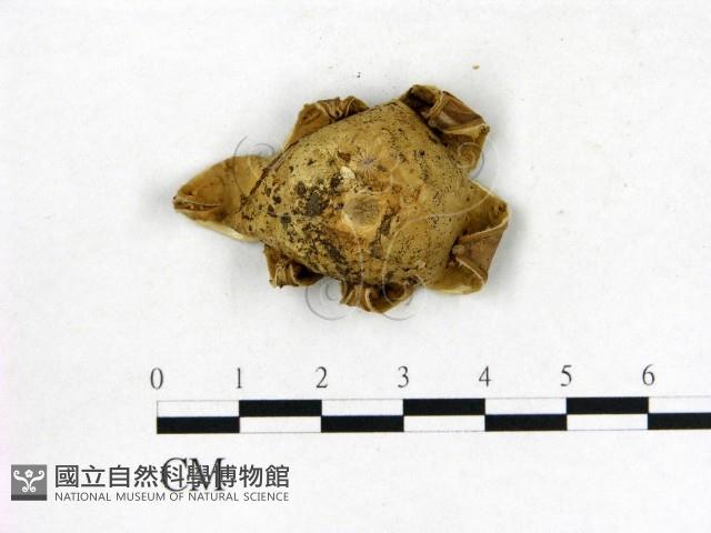 登錄號:F0022319藏品圖，第3張