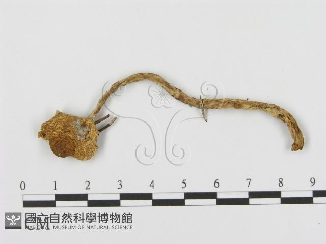 登錄號:F0002319藏品圖，第3張