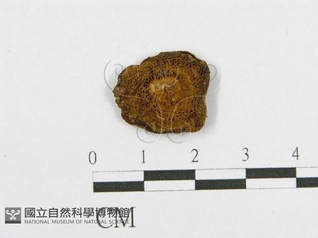 登錄號:F0012319藏品圖，第3張