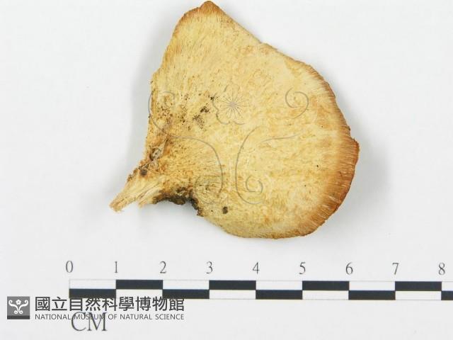 登錄號:F0017319藏品圖，第1張