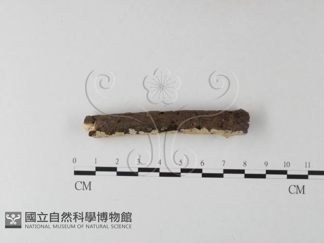 齒耳菌屬藏品圖，第3張