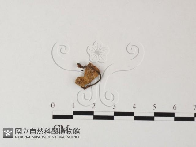 小皮傘屬藏品圖，第3張