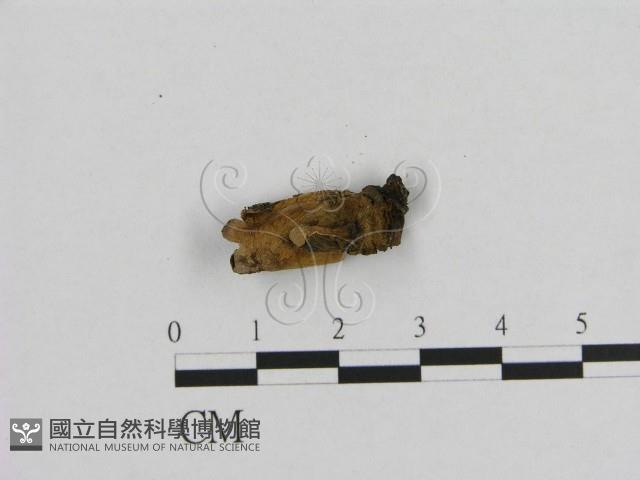 登錄號:F0003319藏品圖，第3張